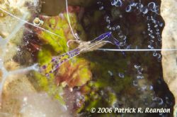 Pederson's shrimp with eggs. The corkscrew anemone these ... by Patrick Reardon 